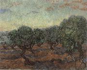 Vincent Van Gogh Olive Orchard,Saint-Remy oil painting reproduction